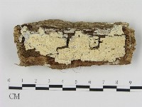 藏品(絲齒菌屬)的圖片