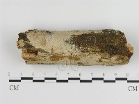 藏品(刺皮菌屬)的圖片