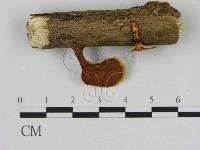 藏品(小孔菌屬)的圖片