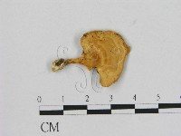 藏品(小孔菌屬)的圖片