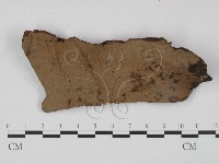 藏品(刺革菌屬)的圖片