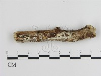 藏品(刺皮菌屬)的圖片