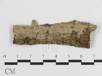 藏品(刺皮菌屬)的圖片