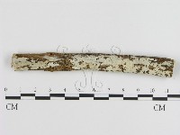 藏品(刺皮菌屬)的圖片