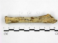 藏品(管齒菌屬)的圖片