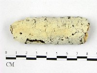 藏品(顯絲菌屬)的圖片