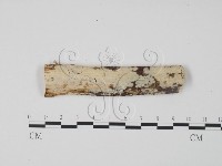 藏品(齒耳菌屬)的圖片