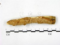 藏品(顯絲菌屬)的圖片