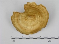 藏品(黄柄小孔菌)的圖片