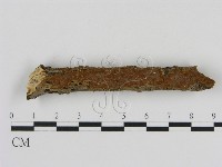 藏品(刺革菌屬)的圖片