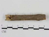 藏品(刺革菌屬)的圖片