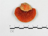藏品(血紅密孔菌)的圖片