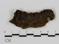 藏品(刺革菌屬)的圖片