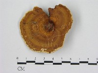 藏品(相鄰小孔菌)的圖片