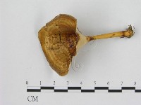 藏品(黄柄小孔菌)的圖片