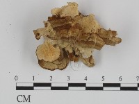 藏品(附毛菌屬)的圖片