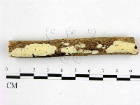 藏品(顯絲菌屬)的圖片