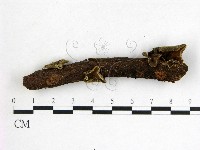 藏品(木耳屬)的圖片