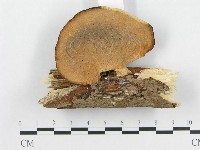 藏品(多孔菌屬)的圖片