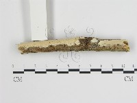 藏品(樹狀皮革菌屬)的圖片