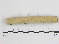 藏品(樹狀皮革菌屬)的圖片