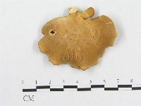 藏品(多孔菌屬)的圖片