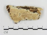 藏品(容氏菌屬)的圖片