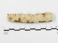 藏品(孔韌菌屬)的圖片