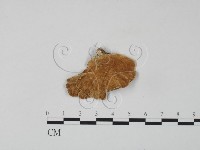 藏品(雲芝)的圖片