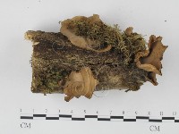 藏品(韌革菌屬)的圖片