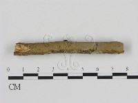 藏品(刺革菌屬)的圖片