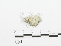 藏品(裂褶菌)的圖片