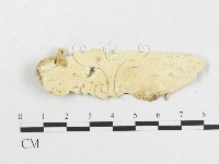 藏品(革墊菌屬)的圖片