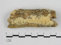 藏品(寡孔菌屬)的圖片