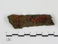 藏品()的圖片
