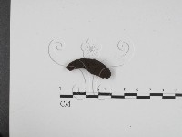藏品(炭角菌屬)的圖片