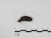 藏品(炭角菌屬)的圖片