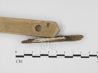 藏品(冇骨消絲齒菌)的圖片