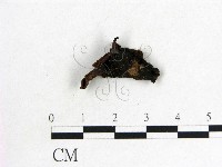 藏品(木耳屬)的圖片