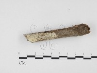 藏品(冇骨消絲齒菌)的圖片