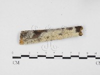 藏品(冇骨消絲齒菌)的圖片