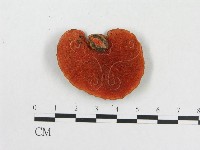 藏品(血紅密孔菌)的圖片