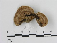 藏品(蜂窩菌屬)的圖片