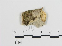 藏品(刺皮菌屬)的圖片