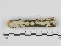 藏品(絲皮菌屬)的圖片