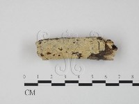 藏品(齒耳菌屬)的圖片