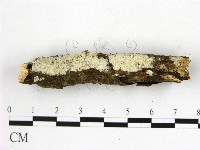 藏品(顯絲菌屬)的圖片