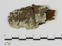 藏品(絲齒菌屬)的圖片