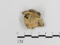 藏品(容氏菌屬)的圖片