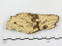 藏品(革墊菌屬)的圖片